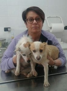 Cani calabresi