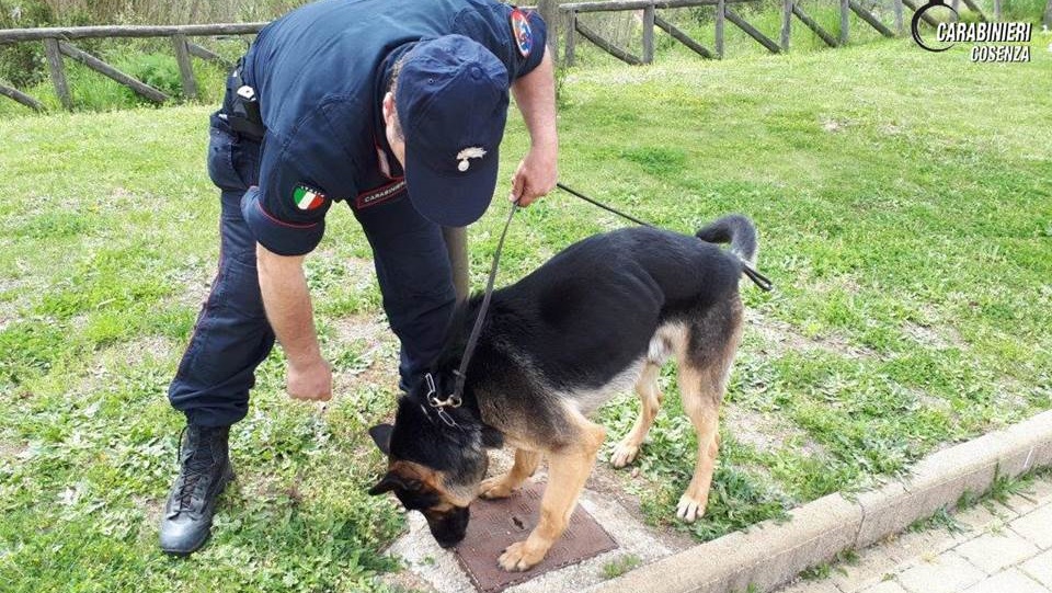 Carabiniere di Cosenza con cane