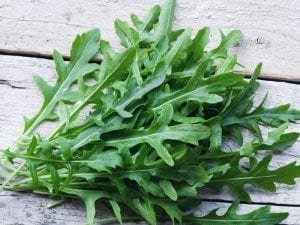 Rucola