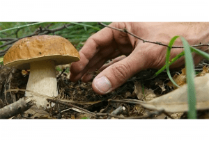 Anziano scomparso mentre raccoglieva funghi, ritrovato stamattina