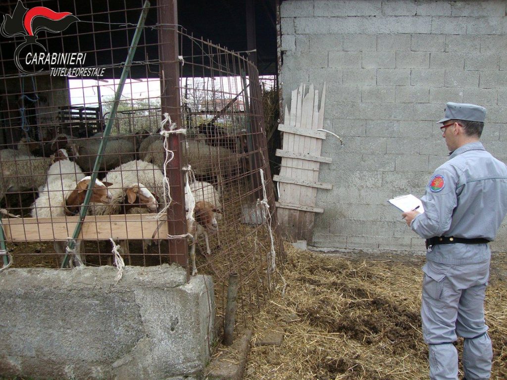 Sequestro ovicaprini