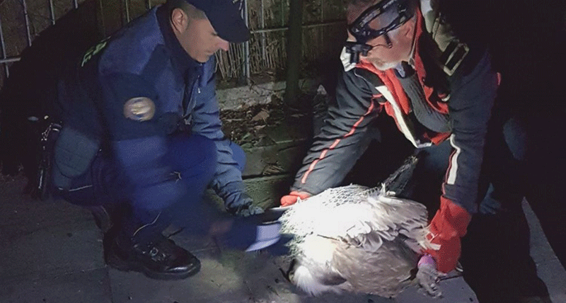 Cirella, la Polizia Provinciale recupera un maestoso avvoltoio Grifone