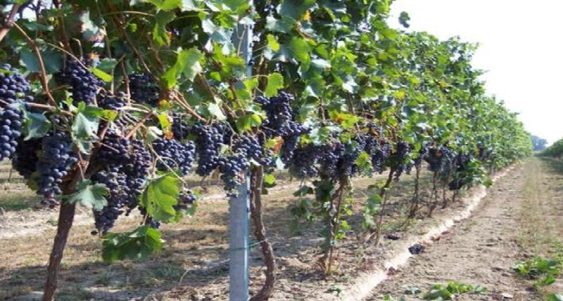 Emergenza Covid-19: la crisi tocca anche il settore vitivinicolo