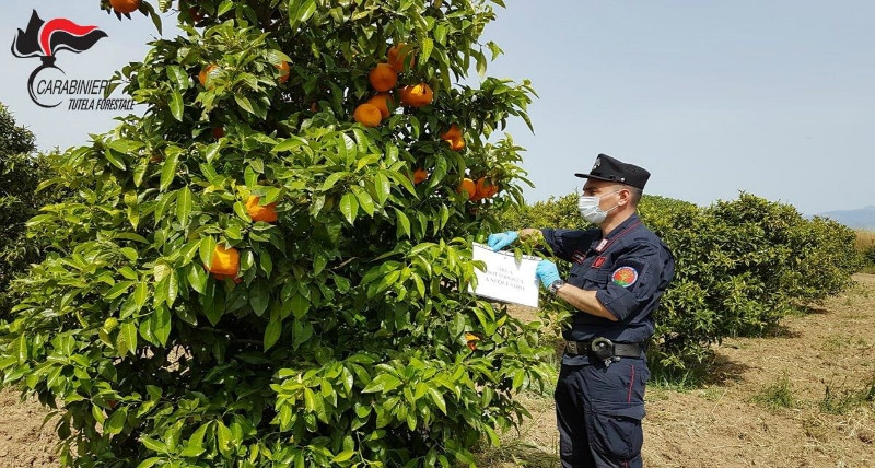 Corigliano sequestrati 50 ettari di agrumeti occupati abusivamente