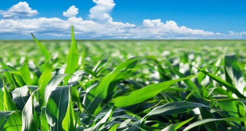 EMERGENZA COVID - 19 LA REGIONE calabria A SOSTEGNO DEI CONSORZI DI BONIFICA