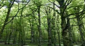 Psr calabria in arrivo 14 milioni per la valorizzazione del patrimonio forestale