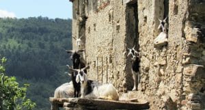 capre-razze-autoctone-calabresi-gallo-calabria