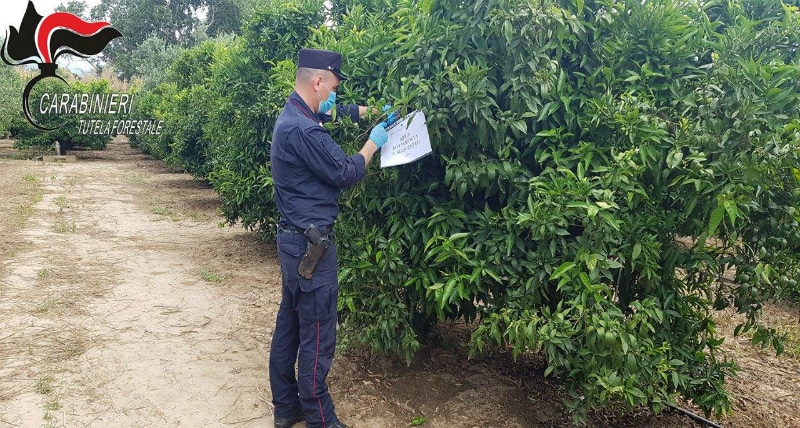 sequestro agrumeti corigliano