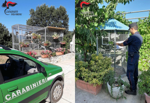 San Pietro in Guarano, deteneva illegalmente fauna selvatica protetta: denunciato