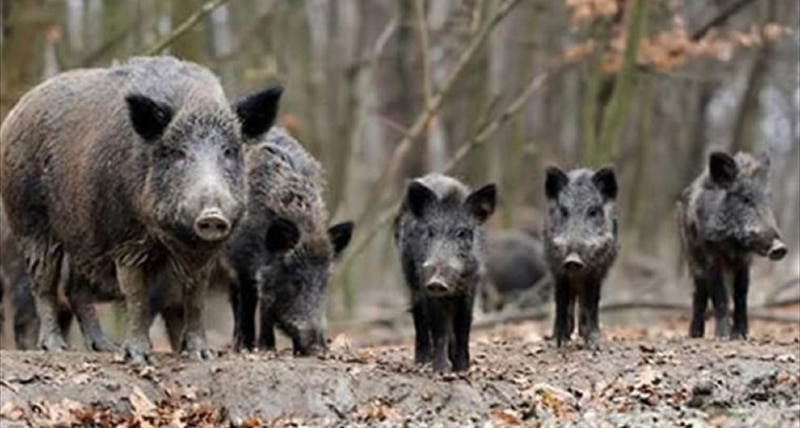 Coldiretti Calabria _ _Troppi cinghiali_ si intervenga con piani abbattimento_