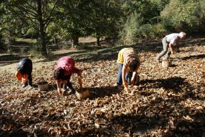 Coldiretti Calabria soddisfatta per la stagione delle castagne