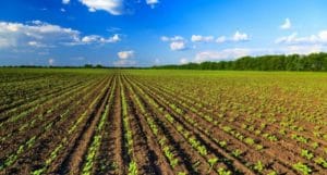 Agricoltura Calabria