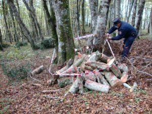 Cetraro, denunciato un uomo per taglio abusivo di legna su area comunale