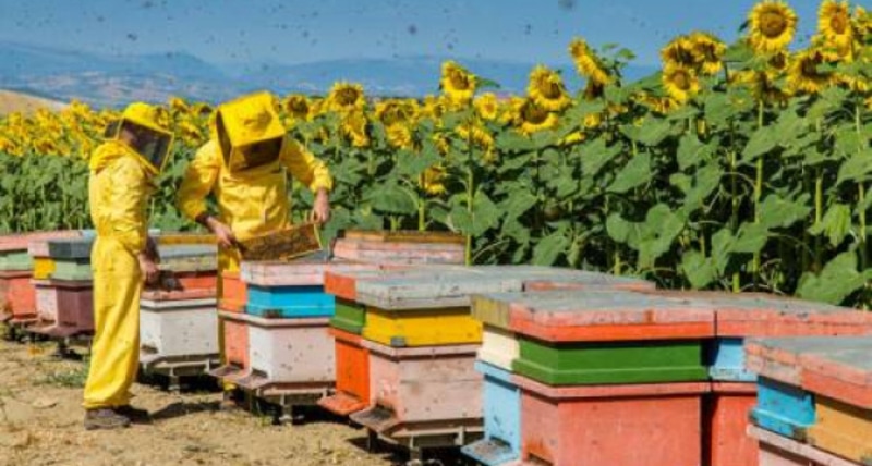 Apicoltura Calabria