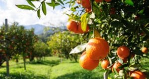 Coldiretti reimpianto agrumeti_ via alle domande di aiuto tempi stretti ma è una buona occasione