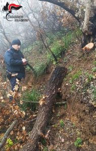 Furto di alberi a Carolei, identificato e denunciato l'autore