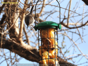 Lipu Rende: freddo e gelo, aiutiamo i piccoli uccelli selvatici con le mangiatoie