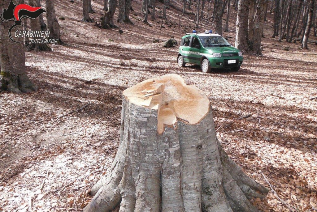 Sila: tre persone denunciate dai Carabinieri Forestale di Cotronei