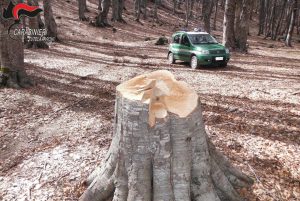 Sila: tre persone denunciate dai Carabinieri Forestale di Cotronei