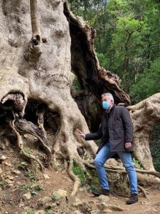 Gianluca Gallo platano di Curinga