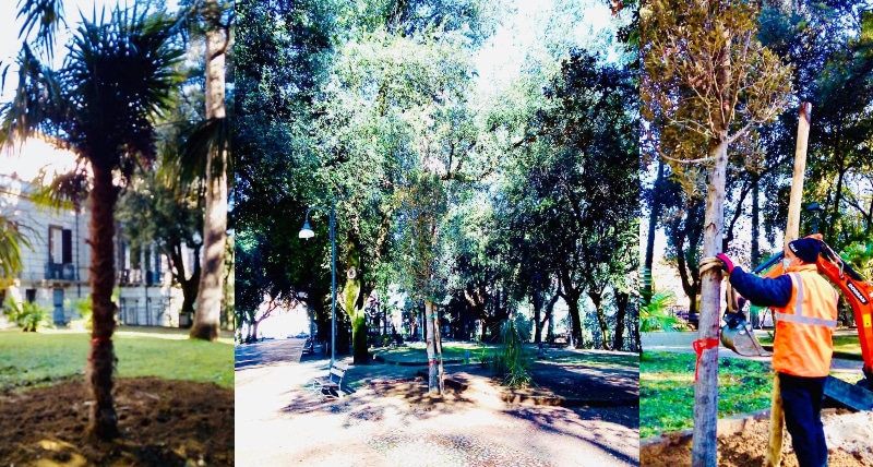 “La città di Cosenza sempre più green”_ piantumati alberi nella Villa vecchia