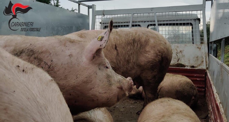 Paludi (CS), macellazione clandestina in luogo non idoneo_ denunciato