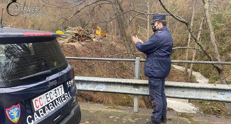 San Benedetto Ullano (cs) - Denunciata una ditta boschiva per furto e commercio illegale di legna