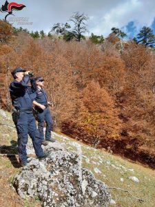 La tutela del Parco del Pollino, il bilancio 2020 dell’Arma Forestale