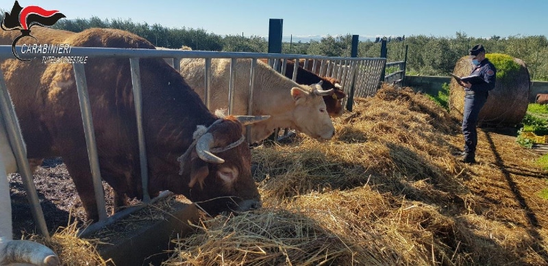controllo cc forestale Cerchiara