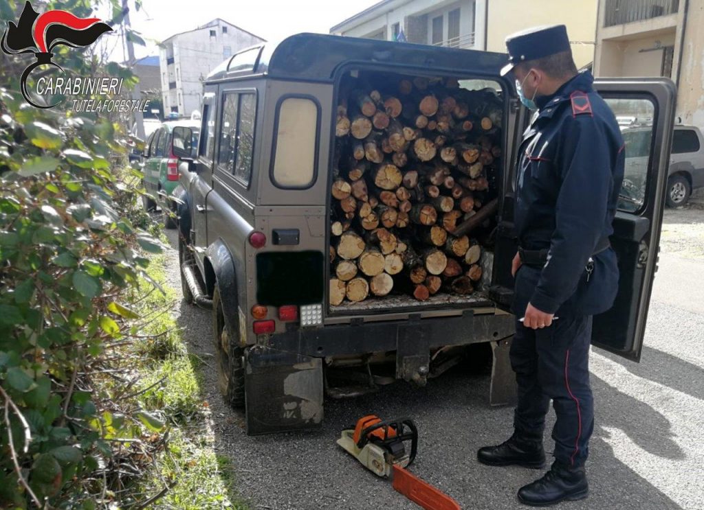 Taglio furtivo su terreno comunale, denunciato un uomo di San Marco Argentano
