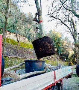 piantumazione alberi nella villa vecchia - Cosenza 1