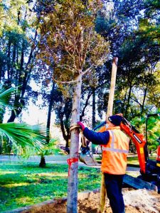piantumazione alberi nella villa vecchia - Cosenza