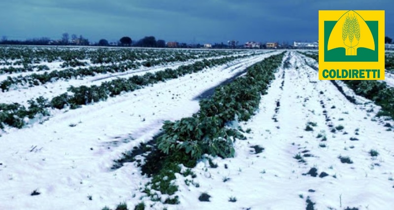Coldiretti Calabria_ la temperatura crolla di oltre 10 gradi a rischio coltivazioni che erano in anticipo e ortaggi