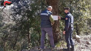sequestro bosco - Malvito, denunce per la realizzazione di strade senza nulla osta paesaggistico