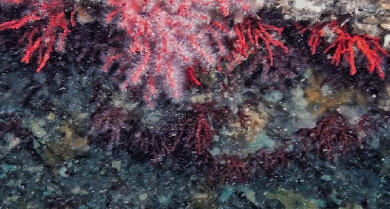 CORALLI DI AMENDOLARA, GALLO_ «RICCHEZZA DELLA CALABRIA»
