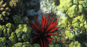 Corallo rosso nell'Alto Jonio cosentino, oggi la conferenza