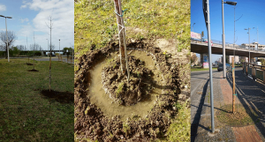 Cosenza sempre più green, 200 nuovi alberi per la città