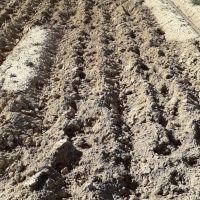 Campi di patate devastati in Sila 2