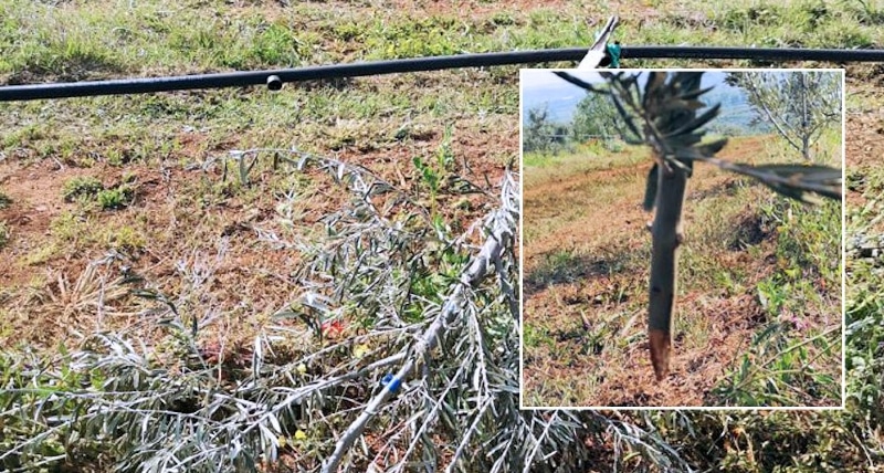 Coldiretti Calabria _ giovedì 27 p.v insieme all'Azienda Marchesi Gallo di Castrovillari per ripiantare 200 piante di ulivo distrutte. Un segno concreto di rinascita
