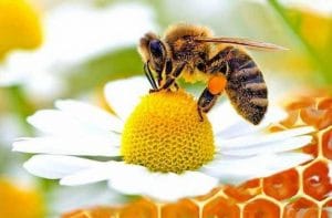 Giornata Mondiale delle Api