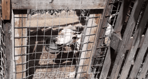 Mendicino, sequestrati 7 pitbull e denunciato un 42enne