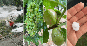 Maxigrandinata Coldiretti Calabria