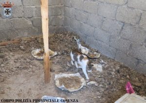 Polizia Provinciale di Cosenza sequestra numerosi gatti e un fabbricato
