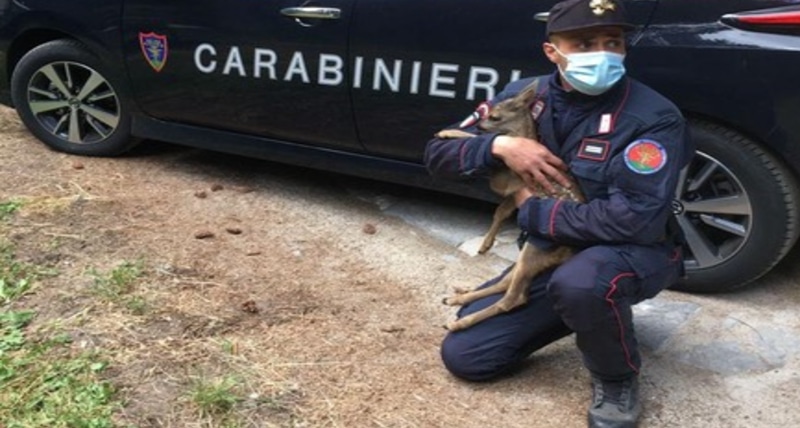 Salvataggio cucciola di capriolo nel Parco Nazionale della Sila