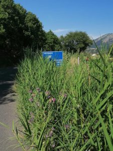 Stato di abbandono delle strade (Calabria)