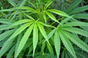 marijuana