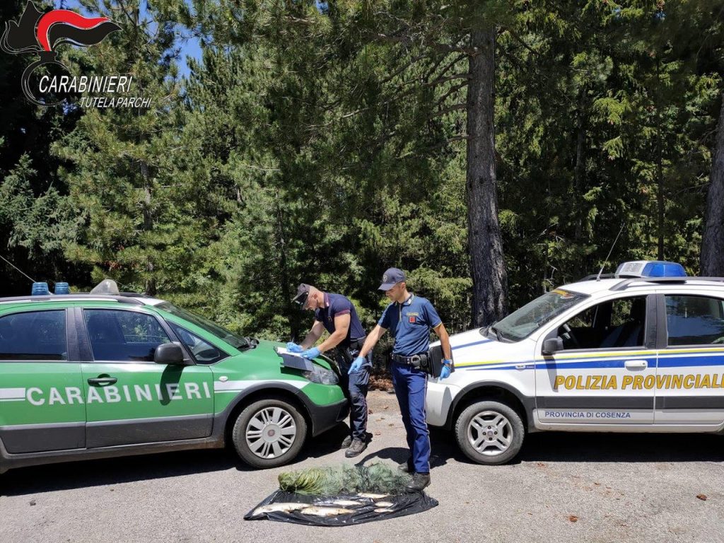 Bracconaggio ittico nel Parco Nazionale della Sila, tre persone denunciate dai Carabinieri Forestale