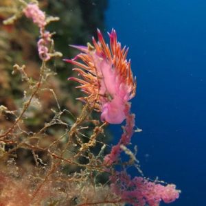 Calabria, ambiente_ presentata ricerca sui 14 siti marini comunitari 4