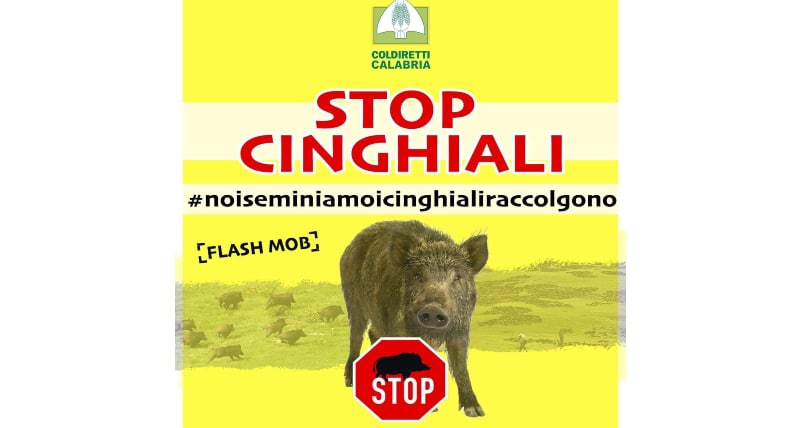 Coldiretti Calabria _ a Catanzaro giovedì 8 luglio p.v. agricoltori e cittadini esasperati scendono in piazza contro l'invasione dei cinghiali