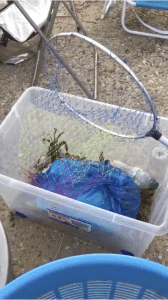 Cassano_ stop alla pesca illegale di Granchi nel canale degli Stombi 2